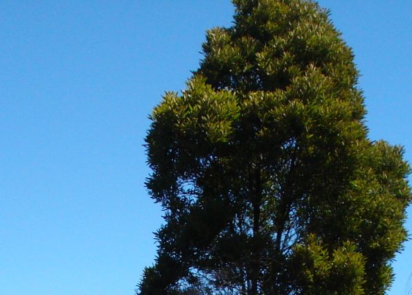 Bush in the blue sky