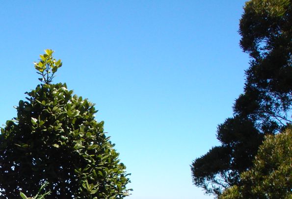 Clear sky and trees