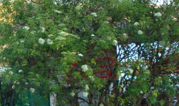 Bush with flowers