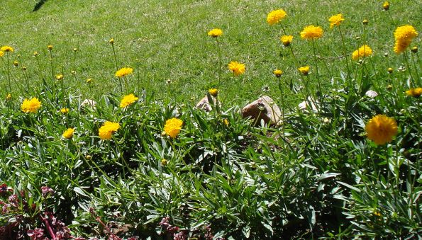 Nice yellow flowers