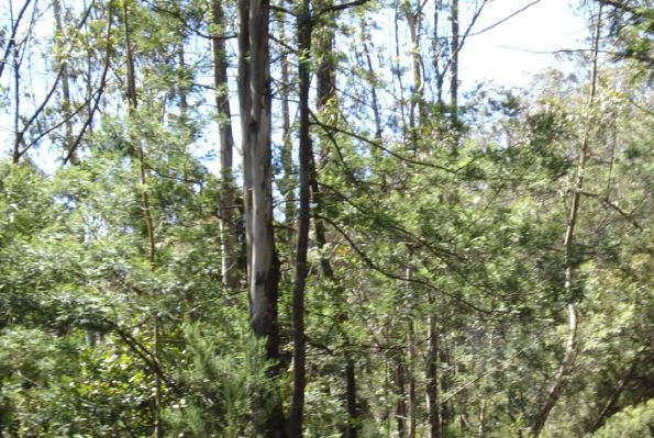 Not so dense forest