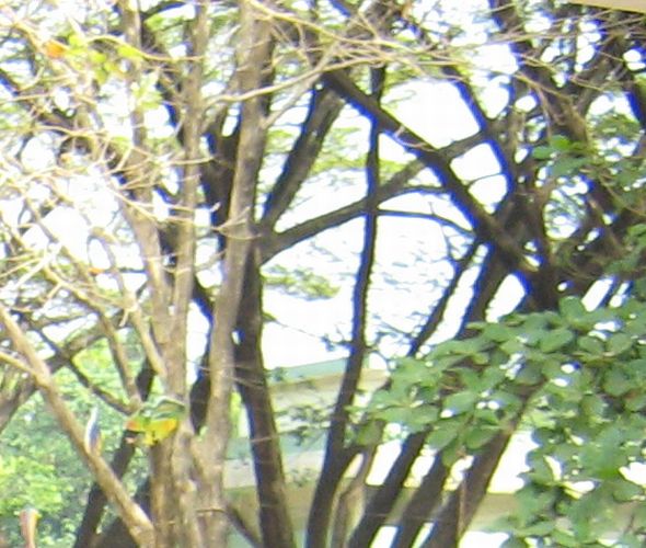 Web of trees!