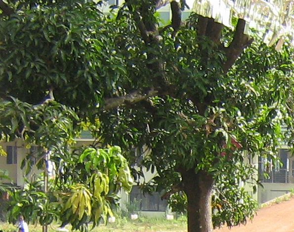 Trees in the courtyard